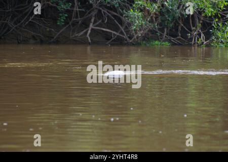 Delfino del fiume boliviano (Inia geoffrensis boliviensis) Foto Stock