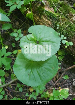 Coppe kashubiane (Ranunculus cassubicus) Foto Stock