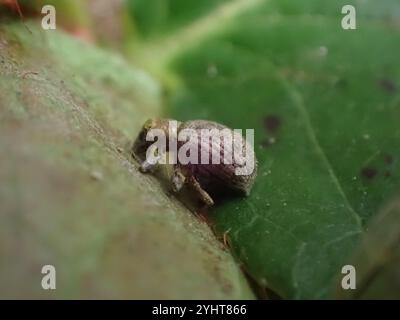 Fragole di radice (Sciaphilus asperatus) Foto Stock