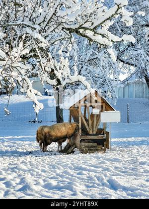 Due pecore mangiano fieno da un alimentatore di legno nel mezzo di un pascolo coperto di neve. Come gli animali domestici svernano. Prendersi cura degli animali. Foto Stock