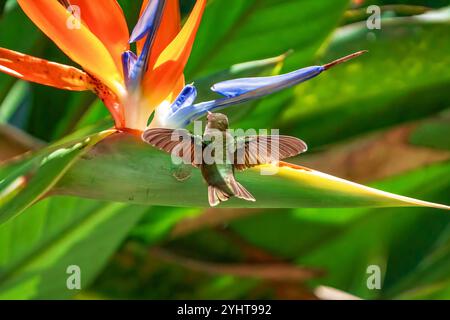 Colibrì smeraldo che prende il nettare da una pianta di uccelli paradisiaci Foto Stock