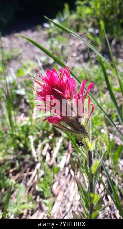 Pennello indiano di montagna (Castilleja parviflora) Foto Stock