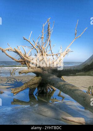 Erosione costiera dovuta ai cambiamenti climatici a Hunting Island Beach, South Carolina Foto Stock