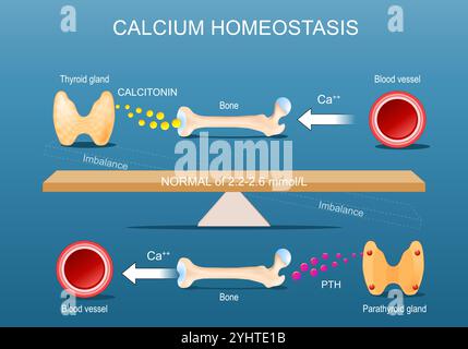 Omeostasi del calcio. Equilibrio del calcio e mineralizzazione ossea. Calcitonina, ormone paratiroideo PTH e metabolismo della vitamina D. Poster vettoriale Illustrazione Vettoriale
