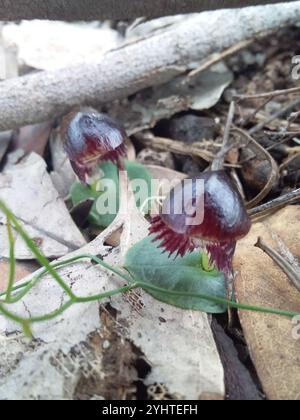 Casco-orchidea venata (Corybas diemenicus) Foto Stock