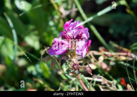 Losewort a naso lungo (Pedicularis rostratocapitata) Foto Stock