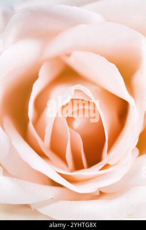 Primo piano dell'interno di una rosa pallida. Foto Stock