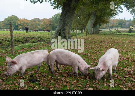 Pannage maiali in una fattoria nella New Forest durante la Pannage Season, di solito in autunno. È permesso loro di meravigliarsi e mangiare le ghiande che sono velenose per i cavalli. Hampshire, Inghilterra anni '2024 2020 Regno Unito HOMER SYKES. Foto Stock