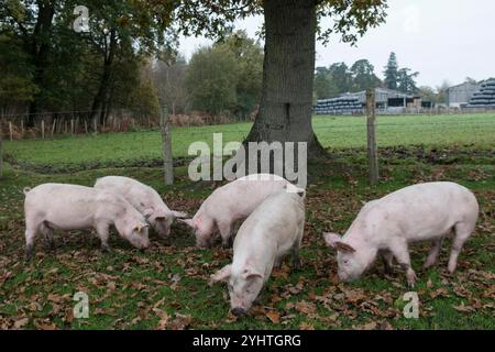 Pannage maiali in una fattoria nella New Forest durante la Pannage Season, di solito in autunno. È permesso loro di meravigliarsi e mangiare le ghiande che sono velenose per i cavalli. Hampshire, Inghilterra anni '2024 2020 Regno Unito HOMER SYKES. Foto Stock