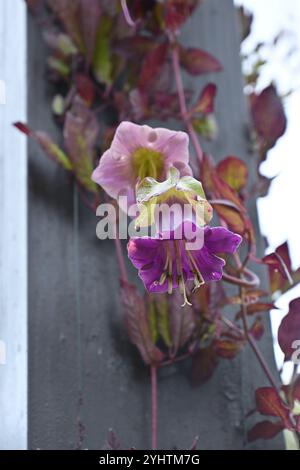 Fiori d'autunno viola di tazza e piattino o scandine Cobaea su palo nero nel giardino del Regno Unito ottobre Foto Stock