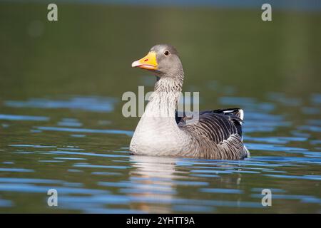 Oca Greylag, nome scientifico (Anser anser). Oca che nuota tranquillamente in un lago. Foto Stock