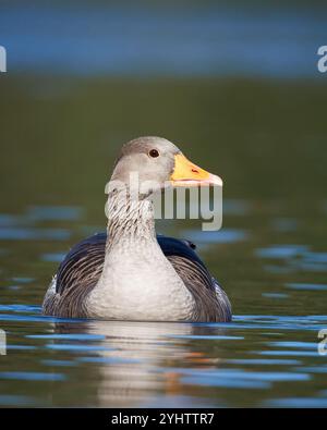 Oca Greylag, nome scientifico (Anser anser). Un'oca sul lago d'acqua calmo. Foto Stock