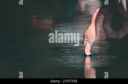 Primo piano di un fenicottero di profilo che immerge il becco in acqua, riflessi d'acqua, scala verde-verde spazio poliziotti Foto Stock