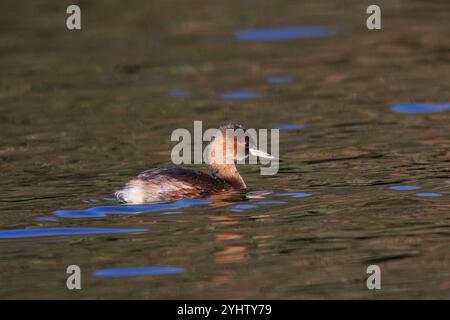 Little Grebe, nome scientifico (Tachybaptus ruficollis). Piccolo uccello acquatico che si tuffa sempre da un lato all'altro in acqua. Foto Stock