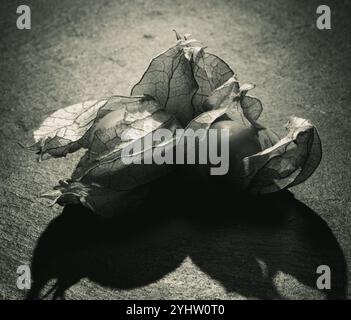 Physalis Berry - Veiled in Shadows - The delicate Essence of Physalis Foto Stock