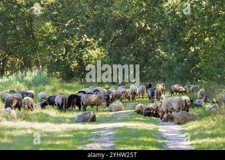 Paesaggio Balloërveld nella provincia olandese di Drenthe con una mandria di pecore di Drenthe Heath che giace e pascolano su e lungo un sentiero di sabbia non asfaltata Foto Stock