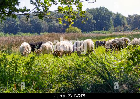 Paesaggio Balloërveld nella provincia olandese di Drenthe con una mandria di pecore di Drenthe Heath che pascolano in un prato naturale su uno sfondo sfocato Foto Stock