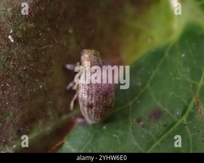 Fragole di radice (Sciaphilus asperatus) Foto Stock