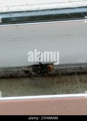 Falsa vedova nera (Steatoda grossa) Foto Stock