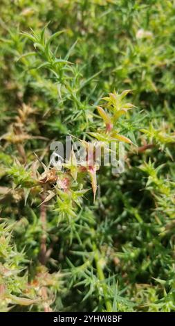 Cardo Russo meridionale (Salsola australis) Foto Stock