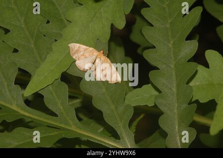 Goto di loper della grande vite (Eulithis gracilineata) Foto Stock