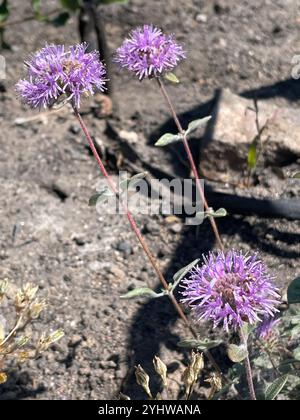 Zecca di Coyote (Monardella villosa) Foto Stock