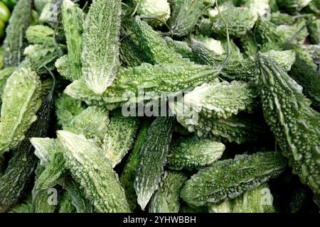 Melone amaro indiano crudo, melone amaro o mela amara raccolti freschi in un mercato di prodotti agricoli locale a Jaipur, India. Foto Stock