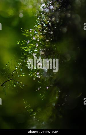 Gocce d'acqua nello stabilimento, foresta nebulizzata di Monterey, Costa Rica Foto Stock