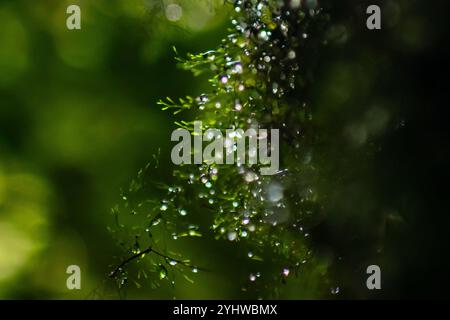 Gocce d'acqua nello stabilimento, foresta nebulizzata di Monterey, Costa Rica Foto Stock