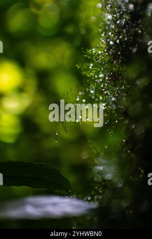 Gocce d'acqua nello stabilimento, foresta nebulizzata di Monterey, Costa Rica Foto Stock