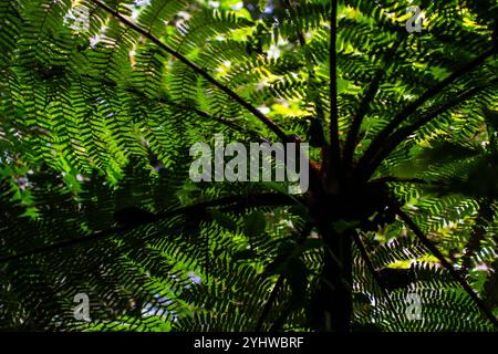 Felce verde a Monteverde, Costa Rica Foto Stock