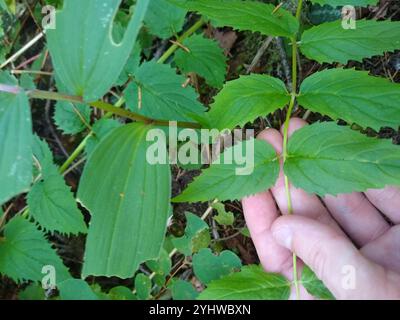Boodland Beardtongue (Nothochelone nemorosa) Foto Stock