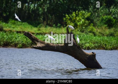 Egrette bianche che riposano su un albero nel fiume Tarcoles, Costa Rica Foto Stock