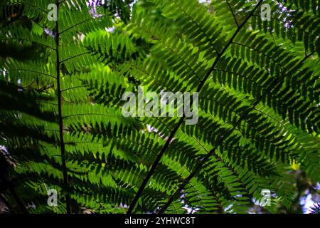 Felce verde a Monteverde, Costa Rica Foto Stock