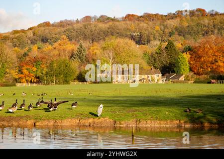 Oche canadesi e un Heron grigio sulle rive di uno stagno agricolo nella campagna inglese del cheshire a Bollington vicino a Macclesfield, Cheshire Foto Stock