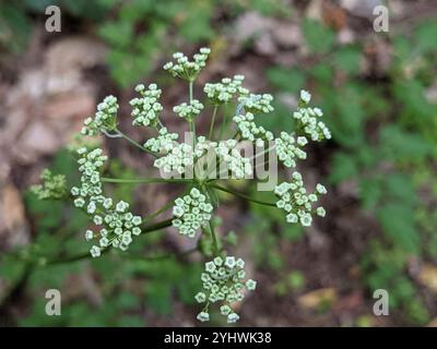 Semi vescicali (Physospermum cornubiense) Foto Stock