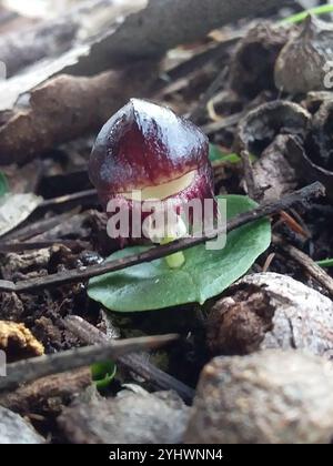 Casco-orchidea venata (Corybas diemenicus) Foto Stock