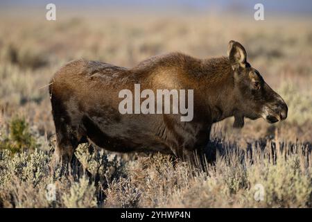 Vitello di alce nel Grand Teton National Park, Wyoming Foto Stock