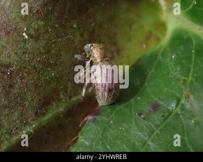 Fragole di radice (Sciaphilus asperatus) Foto Stock