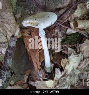 Angelo distruttivo nordamericano orientale (Amanita bisporigera) Foto Stock