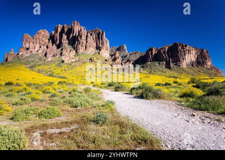 Il Siphon Draw Trail che sale verso le scogliere occidentali delle Superstition Mountains e attraverso fiori selvatici dorati. Superstition Wild Foto Stock
