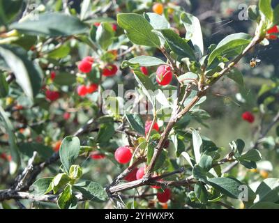 Caprifoglio (Lonicera microphylla) Foto Stock