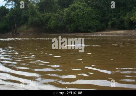 Delfino del fiume boliviano (Inia geoffrensis boliviensis) Foto Stock