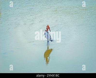 Egret rossastro che si prepara in una zona umida vicino a Port Aransas, Texas Foto Stock