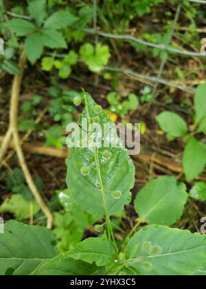 tonalità notte dell'incantatore a foglia larga (Circaea canadensis) Foto Stock