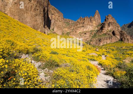 Il Siphon Draw Trail si snoda tra i fiori selvatici di brittlebrush delle Superstition Mountains occidentali. Superstition Wilderness, Arizona Foto Stock