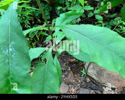 Alghe di latte (Asclepias exaltata) Foto Stock