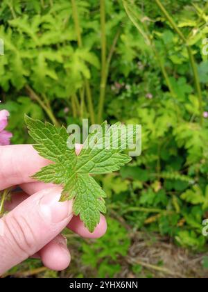 Druce's Crane's Bill (Geranium x oxonianum) Foto Stock