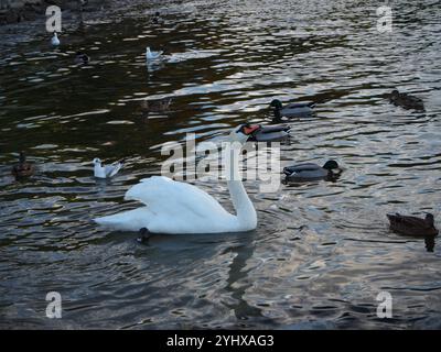 Cigno singolo muta (cygnus olor) circondato da mandardi (Anas platyrhynchos) e gabbiani sul fiume reno a Bonn, Germania Foto Stock