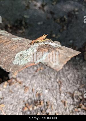 Cricket a due macchie (Neoxabea bipunctata) Foto Stock